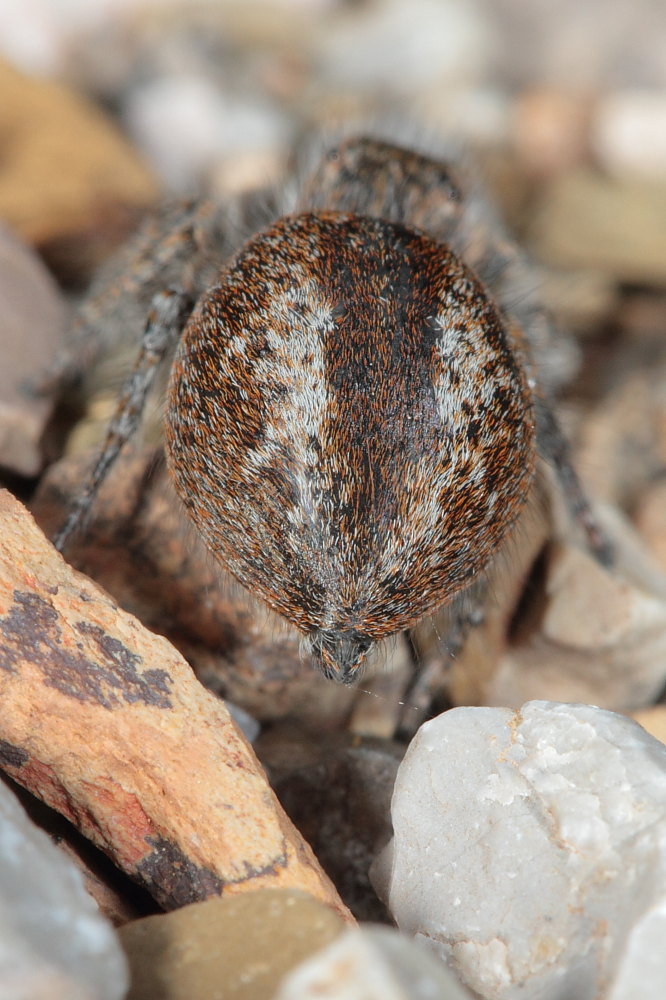 Philaeus chrysops (servizio fotografico completo)